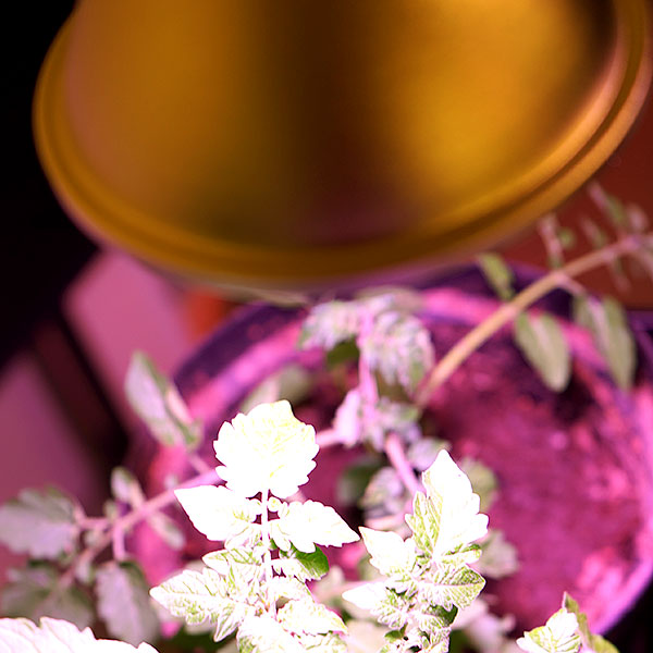 Växthuslampor för odling och övervintring av växter