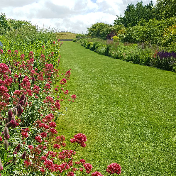 Gräsfrö till olika typer av gräsmatta