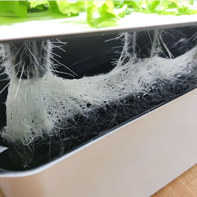 Tomatodling i hydrokultur