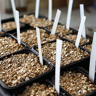 Substrat för frösådd och växtförökning