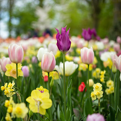 Lökar, knölar, rött och rhizomer till perenner och sommarblommor
