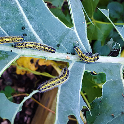 Redskap och produkter för växtskydd