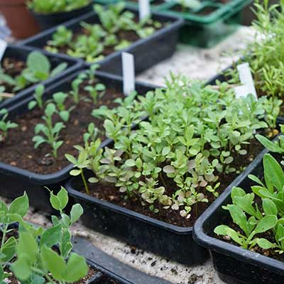 Produkter för odling och förökning av växter