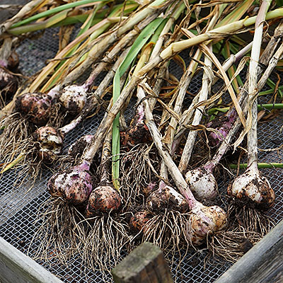 Sättlök och sättpotatis