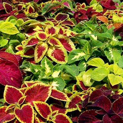 Frö till Palettblad