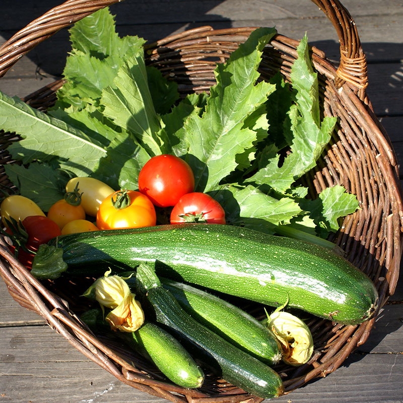 Korg med grönsaker, tomat, squash, sallad