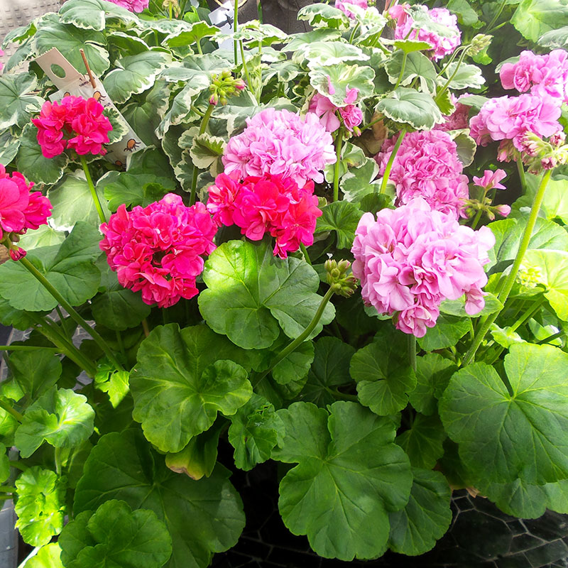 Rosa och rödblommande pelargoner