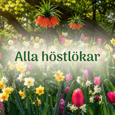 Blomsterlok för höstplantering