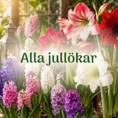 Hyacinter i grupp
