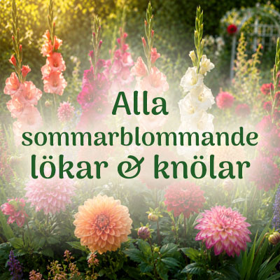 Sommarblommande lök- och knölväxter