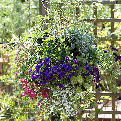 Växtamplar och hanging basket
