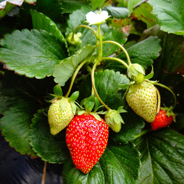 Jordgubbsplanta med bär
