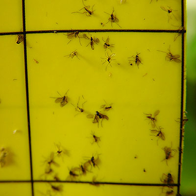 Redskap och växtskydd mot ohyra och skadegörare