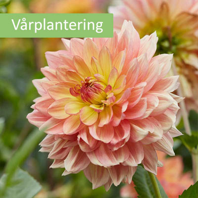 Knölar till olika sorters dahlior