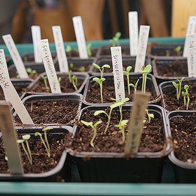 Växtetiketter och plantskyltar