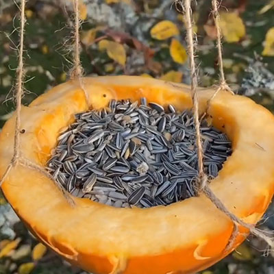 Frö till trädgårdens småfåglar