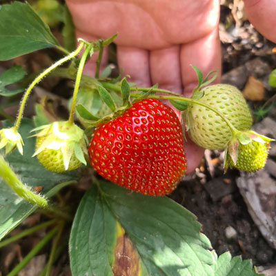 Frö till frukt och bärväxter