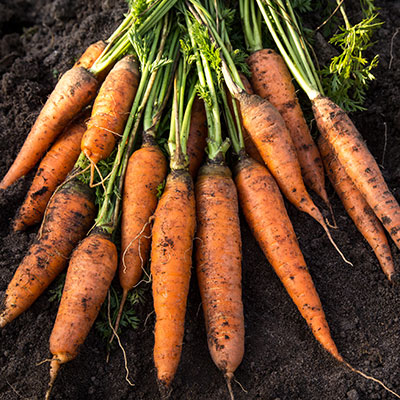 Skörd av motötter som kramas