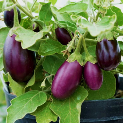 Frö till ätbara köksväxter