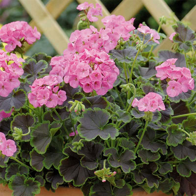 Frö till pelargoner. Arter och hybrider