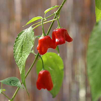 Frö till chili och paprikaplantor