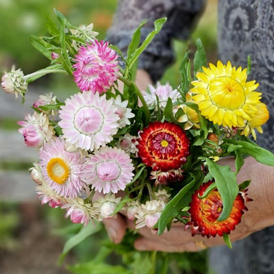 Eterneller för att torka och göra arrangemang