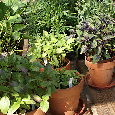 Frö till kryddväxter och örter