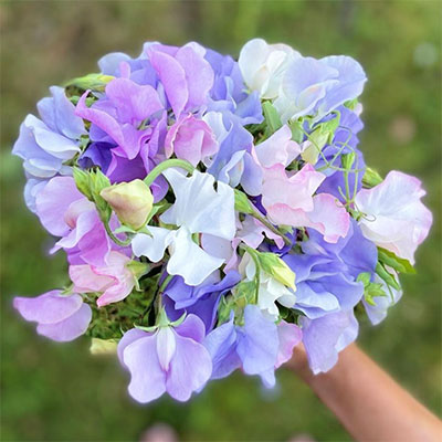 Fröer till luktärter på nätet