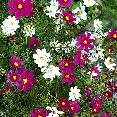 Frö till ettåriga och tvååriga sommarblommor