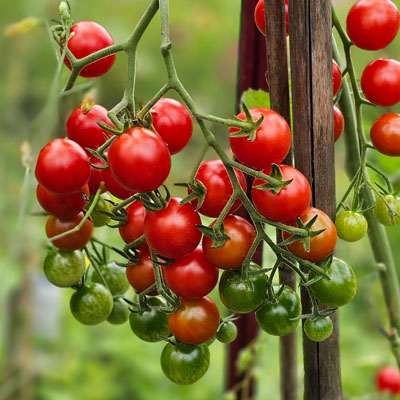 Tomatfröer - busktomater och högväxta tomater