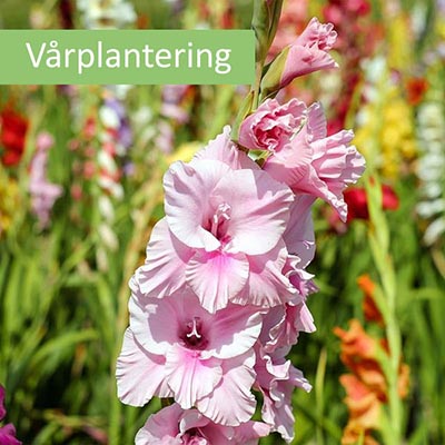 Knölar till gladiolus