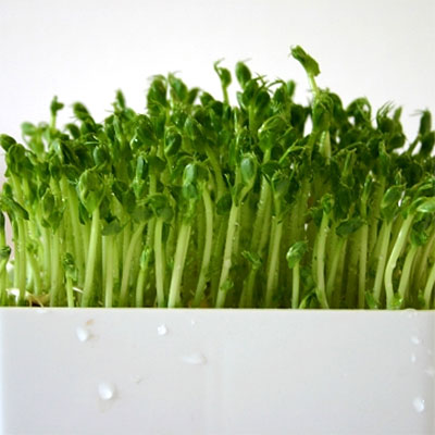 Groddboxar för drivning av groddar och skott