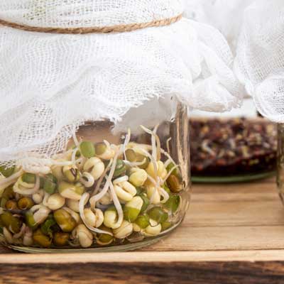 Specialprodukter för groddning och odling av småblad