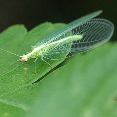 Predatorer för biologisk bekämpning av ohyra