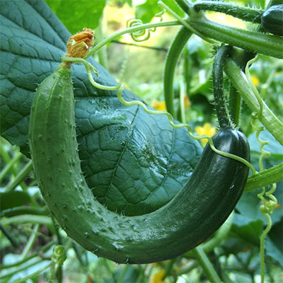 Frö till gurka och gurkväxter