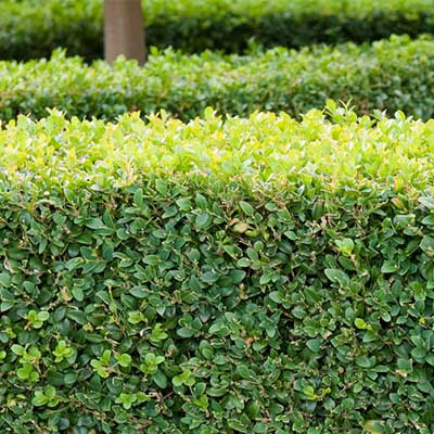 Lila och vit syren i häck