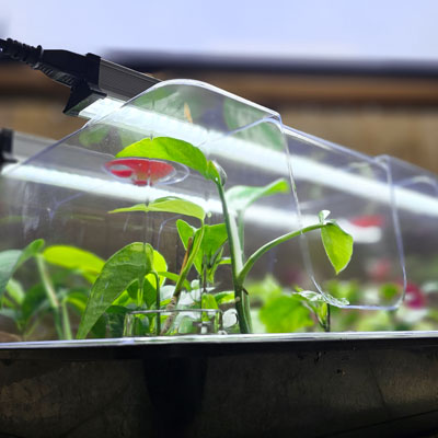 Växtlampor med LED-dioder för växtodling