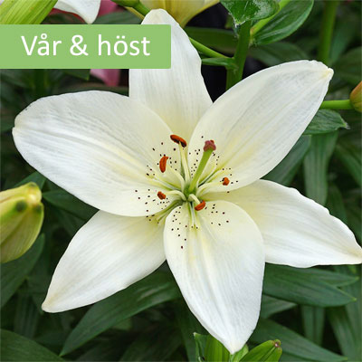 Asiatlilja 'Purple Eye'