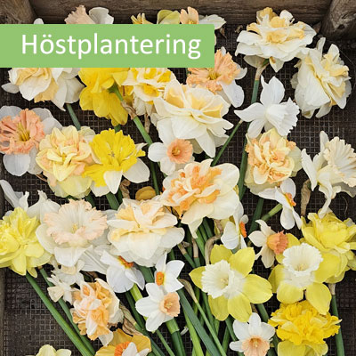 Lökar till narcisser för utplantering