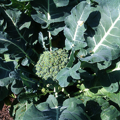 Frö till olika typer av kålväxter