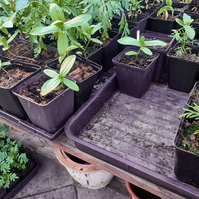 Planteringsbrickor och plantlådor