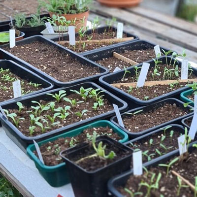 Sålådor för bredsådd och uppdragning av fröer