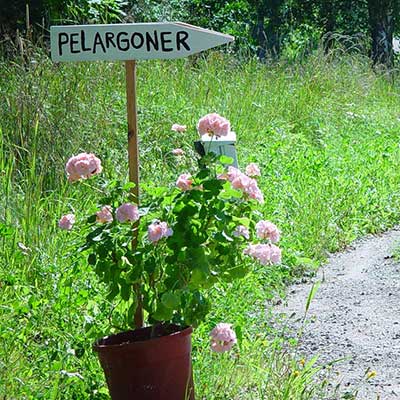 Specialprodukter för skötsel och odling av pelargoner