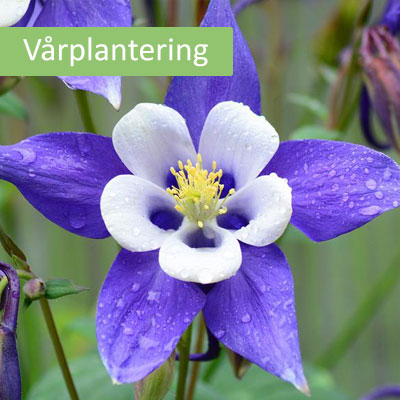 Daglilja som kan planteras som rötter