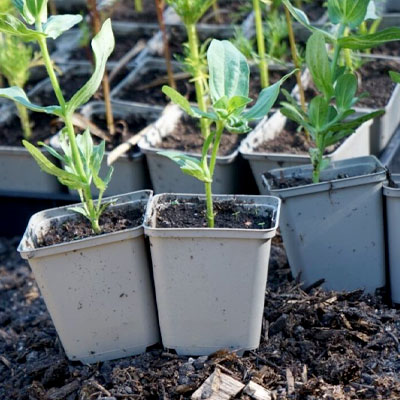 Planteringkrukor recycle