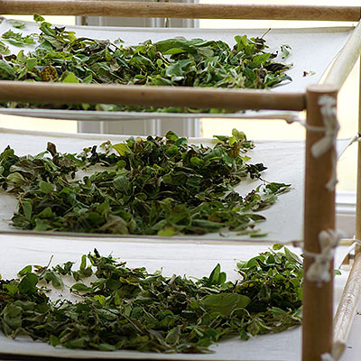 Redskap för att skörda bär, frukt och grönt 