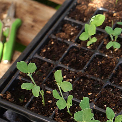 Pluggbrätten för platsbesparande förodling
