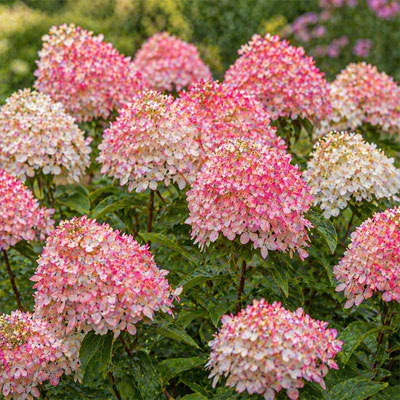 Buske, hortensia med vita blommor