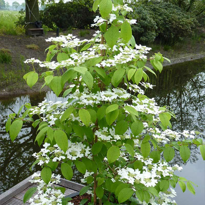Buske, hortensia med vita blommor