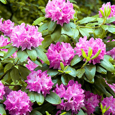 Rhododendronbuskar